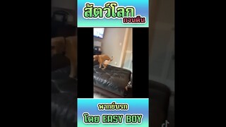 รวมคลิปฮา พากย์นรก #short #easyboy #คลิปฮา #เบสไวน์