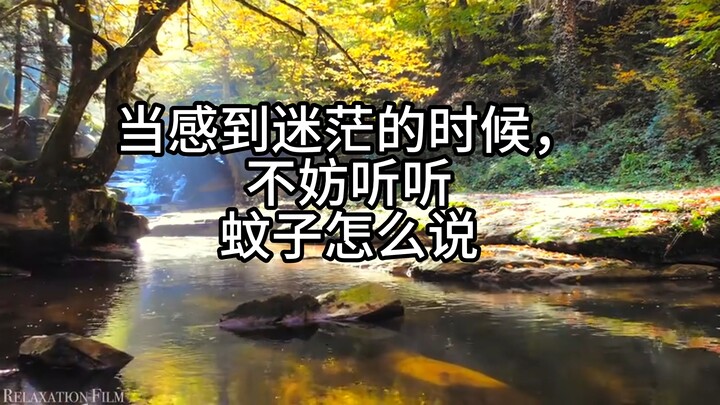 当你感到迷茫的时候，不妨听听，蚊子怎么说