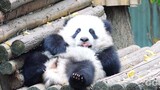 [Animals]Super cute moment of panda
