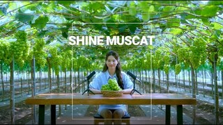 K-FOOD SHINE MUSCAT | The Taste of Wonder 'K-FOOD' | ASMR | KOREAN FOOD