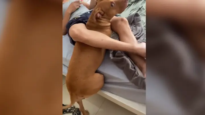 Dog: Help! A collection of funny videos about dogs