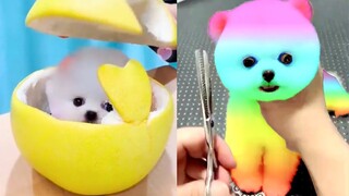 Funny and Cute Dog Pomeranian 😍🐶| Funny Puppy Videos #172