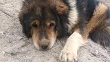 Tibetan Mastiff di Tambang. Mencari Anjing Pengkhianat untuk Mengobrol
