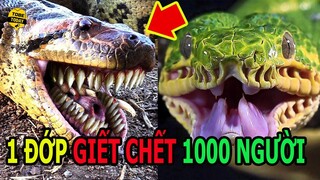 🔴 1 Cắn G.I.Ế.T C.H.Ế.T 1000 Người - Rợn Người Những Loài Rắn Kì Quái Và Bí Ẩn Nhất Thế Giới