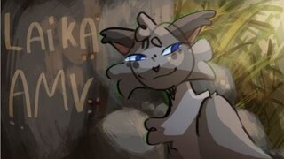 L A I K A - Cinderpelt