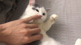 [Animals]A cat's funny but embarrassing behavior