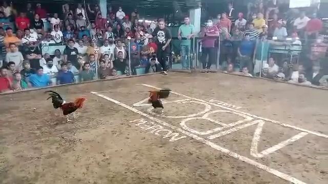champion 2hits
