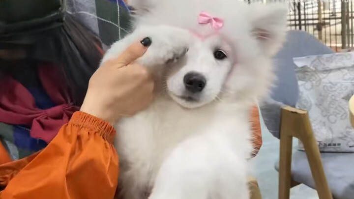 Spent Hundreds To Buy A Samoyed But It Isn't A Dog!