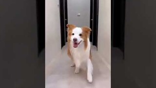 Funny Dogs TikTok Videos2023 Best Animal Videos2023#shorts#tiktok#dog