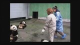 Turis yang pertama kali menyentuh panda, tak bisa mengendalikan diri.