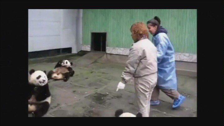 A foreigner interacting with a panda for the first time is feeling emotional.