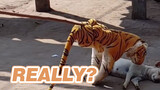 [Funny] The sleeping dog is scared by a fake tiger doll