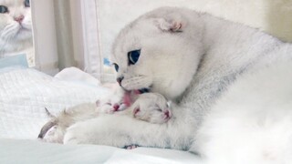 Scottish Fold gives birth to 3 cute kittens | Pregnant Silver Cat giving birth to adorable baby cats