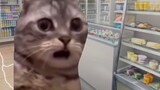 【Meme Familiar/kucing】Ibu Kucing Detektif Terkenal