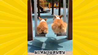 สัตว์เลี้ยงเพื่อนขนปุย : มะหมาแสนซน