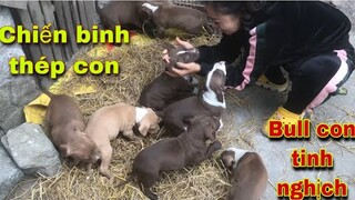 Đàn Bull con Tinh Nghịch Của Săn Bắt Ẩm Thực Vùng Cao Trị Giá 100 Triệu Không Bán|