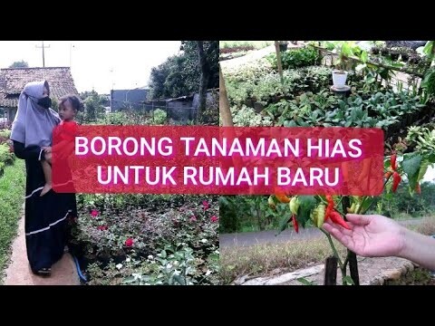 BORONG TANAMAN UNTUK RUMAH BARU, PANEN CABE DI RUMAH