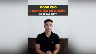 Dòng chó 1 bàn chân cks 6 ngón có gì đặc biệt petnhatrang petonesaigon tuitienpet dcgr
