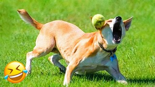 Funny Animal Videos 2023 😇 - Funniest Dogs and Cats Videos 😅 #8