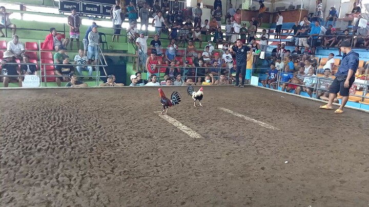 Brotherhood's Grey BNTV Banded 1x winner 🏆 1rst fight 💪