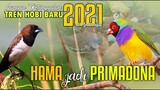 Janda Bolong KALAH, PRIMADONA tahun 2021