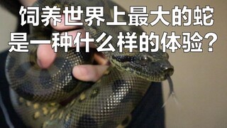 【科普】世界上最大的蛇！饲养一条绿水蚺是什么样的体验？