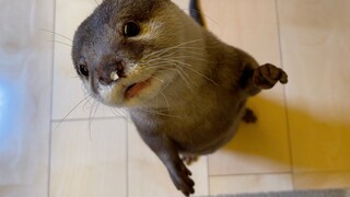 [Animals]Otter playing with pet loofahs