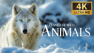 A Wolf Journey  Wildlife documentary in Hindi National Geographic