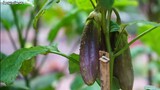 Thu Hoạch Rau Củ Tại Vườn, Nấu Bữa Ăn Ngon Ngày Mưa | Harvest plenty of vegetables at home garden...