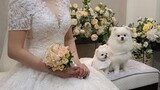 Animal|Dog Becomes a Flower Girl at first time