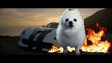 See You Again by Wiz Khalifa ft Charlie Puth but it's Doggos and Gabe