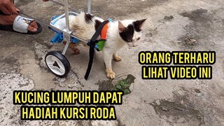 Masya Allah Kucing Lumpuh Ini Membuat Ribuan Orang Terharu Saat Di Kasih Kursi Roda..!