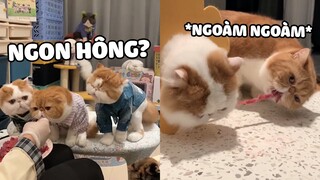 Nhà có đám nhóc háo ăn mập mạp mũm mĩm 🤣  | Pets TV