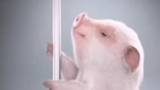 Pig 💓✨💰💰💰