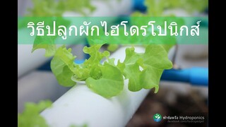 การปลูกผักไฮโดรโปนิกส์ แบบง่ายๆ แนะนำตั้งแต่ต้นจนจบ