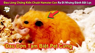 Đau Lòng Chứng Kiến Chuột Hamster Ra Đi Nhưng Bản Thân Đành Bất Lực | Review Con Người Và Cuộc Sống