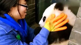 [ANIMAL]Do you like the little panda?Sooooo qute!