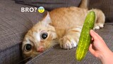 Cucumbers Scare The Life Out Of Cats 😮| Pet's Life