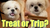 What will a Shih Tzu Dog Choose ? A Treat Or A Trip to the Park?