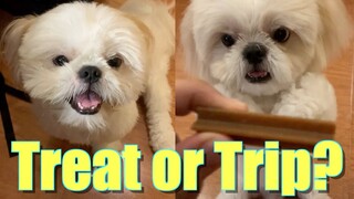 What will a Shih Tzu Dog Choose ? A Treat Or A Trip to the Park?