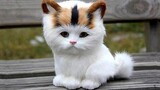 Lovely Super Cute Kittens In The World 2021 - Cute VN