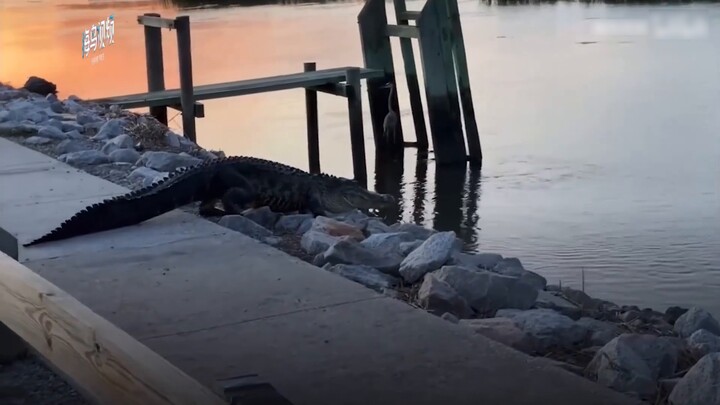 It's hard to laugh or cry. A crocodile suddenly "collapsed" while crossing the road in the United St