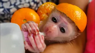 OMG, So Handsome Boy!! Wow, TIny adorable monkey Luca looks so cute with an orange fruit hat