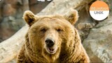 Beruang ini menjadi Prajurit Perang! #sejarahunik #sejarah #beruang #perajuritperang #aneh #unik