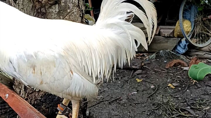 broodcock