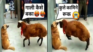 😜इन जानवरों की ऐसी हरकते देख लोटपोट हो जाएंगे | Most Funny Animals Videos | Monkey Funny Moment