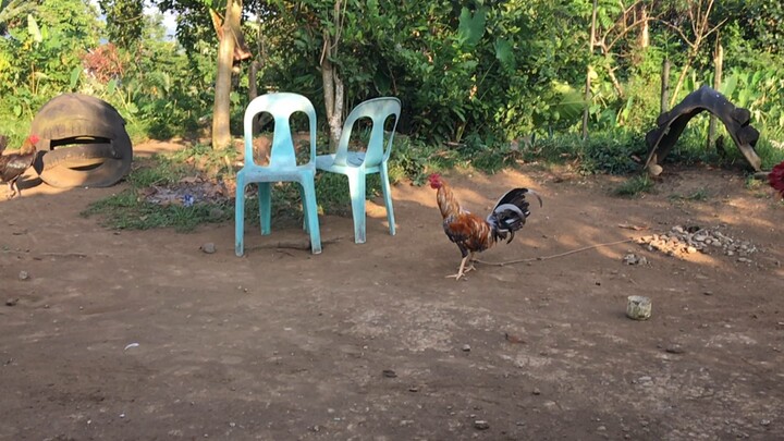 slowmo cockfighting