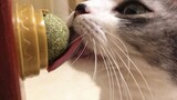 [Animals][Cats]Cats lose their mind while licking a catnip ball