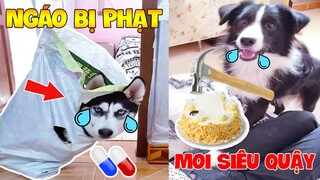 Thú Cưng Vlog | Ngáo Phá Hoại Và Đầu Moi #4 | Chó thông minh vui nhộn   smart dog funny pets