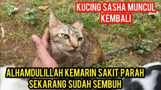 LAMA GAK MUNCUL INI KABAR KUCING SASHA HABIS SEMBUH DARI SAKIT..!